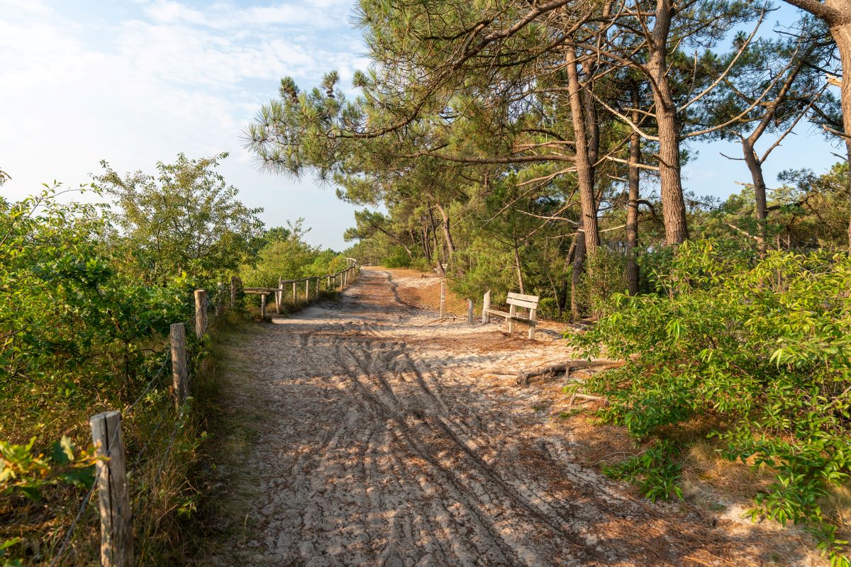 zand bospad